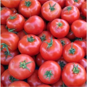 Bursa Tohum Domates Ancon 25GR