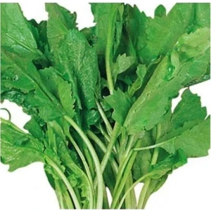 Bursa Tohum Bt Bu-Ter Tere Otu 25GR