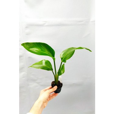 Bitkim Sende Strelitzia Nicolai 'starlie' - Beyaz Cennet Fiyat