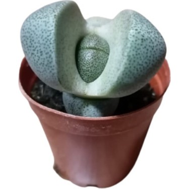 Bitkim Sende Pleiospilos Nelii Lithops Turuncu Çiçek Açan Fiyatı