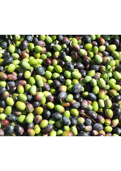 Natürel Birinci Zeytinyağı 1lt - Soğuk Sıkım