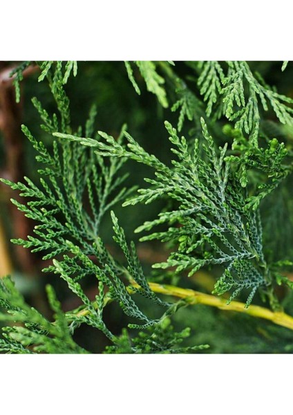 Videolu Leylandi Fidanı (40-60 Cm)1 Adet Tüplü Dış Mekan Bitkisi (Cupressocyparis Leylandii)