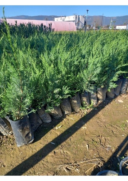 Videolu Yeşil Yapraklı Leylandi Fidanı (40 60 Cm) 10 Adet Dış Mekan Bitkisi Cupressus