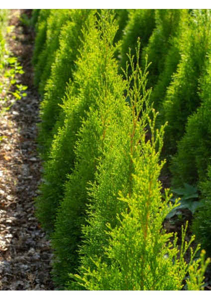 Videolu Limoni Servi Mis Kokulu Limon Çamı (30 50 Cm) 1 Adet Saksılı Dış Mekan Cupressus Macrocarpa