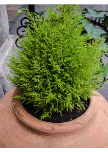 Videolu Limoni Servi Mis Kokulu Limon Çamı (30 50 Cm) 1 Adet Saksılı Dış Mekan Cupressus Macrocarpa modelleri