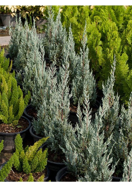 Videolu Leylandi Fidanı (35-50 Cm) 1 Adet Saksılı/tüplü Dış Mekanağaç Cupressocyparis Leylandii