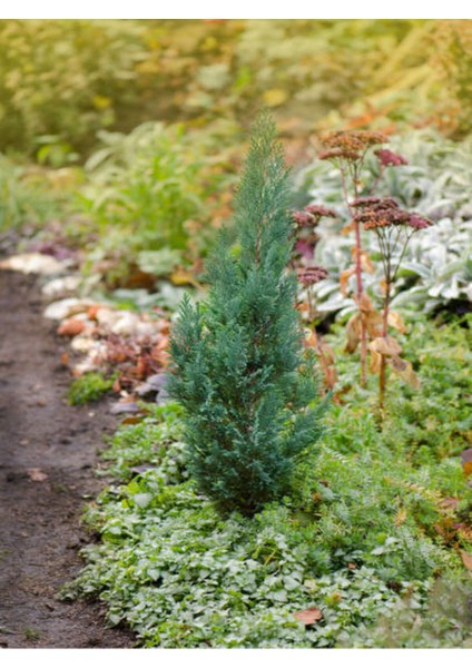 Videolu Leylandi Fidanı (35-50 Cm) 1 Adet Saksılı/tüplü Dış Mekanağaç Cupressocyparis Leylandii