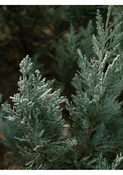 Videolu Leylandi Fidanı (35-50 Cm) 1 Adet Saksılı/tüplü Dış Mekanağaç Cupressocyparis Leylandii