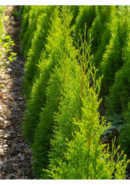 Videolu Limoni Servi Çam Fidanı Salon Çamı (30 40 Cm) 1 Adet Saksılı Cupressus Macrocarpa