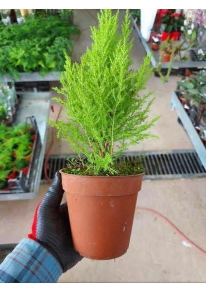 Videolu Limoni Servi Çam Fidanı Salon Çamı (30 40 Cm) 1 Adet Saksılı Cupressus Macrocarpa