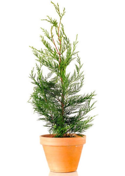 Videolu Çit Bitkisi Leylandi (30-40 Cm) 10 Adet Tüplü Dış Mekan Bitkisi Cupressocyparis Leylandii