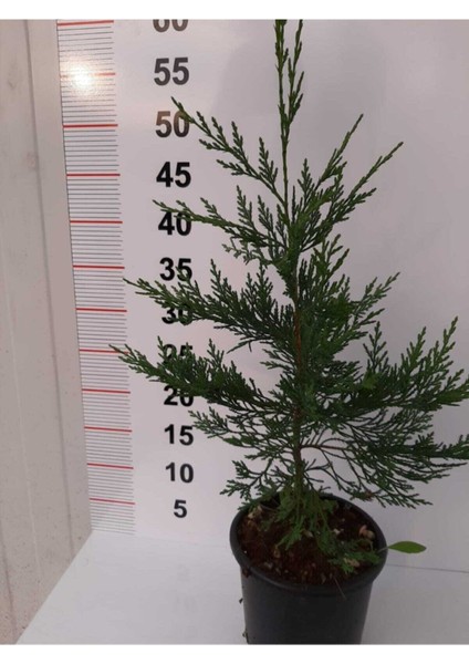 Videolu Çit Bitkisi Leylandi (30-40 Cm) 10 Adet Tüplü Dış Mekan Bitkisi Cupressocyparis Leylandii