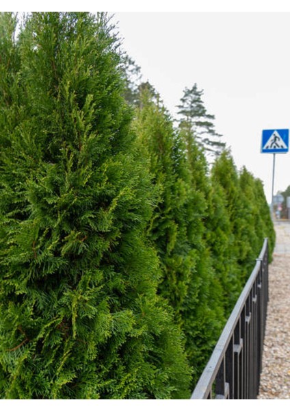 Videolu Çit Bitkisi Leylandi (30-40 Cm) 10 Adet Tüplü Dış Mekan Bitkisi Cupressocyparis Leylandii