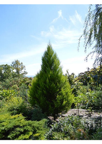 Videolu Leylandi Fidanı (40 60 Cm)1 Adet Tüplü Dış Mekan Bitkisi Cupressocyparis Leylandii