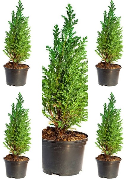 Videolu Leylandi Fidanı (40 50 Cm)5 Adet Saksılı/tüplü Dış Mekan Bitkisi Cupressocyparis Leylandii