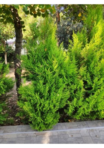 Videolu Ithal Limoni Selvi Limon (30 50 Cm)1 Adet Tüplü Dış Mekan Bitkisi Cupressus Macrocarpa