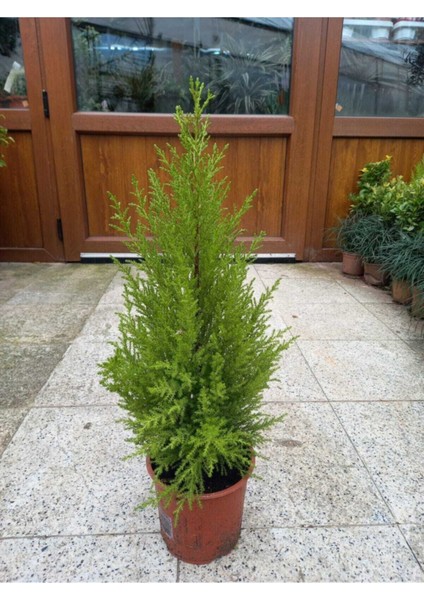 Videolu Ithal Limoni Selvi Limon (30 50 Cm)1 Adet Tüplü Dış Mekan Bitkisi Cupressus Macrocarpa