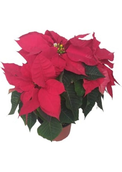 Videolu 1 Adet Beğenilen Atatürk Çiçeği 30-60 cm Saksılı Iç Mekan Bitkileri Poinsettia fiyatları
