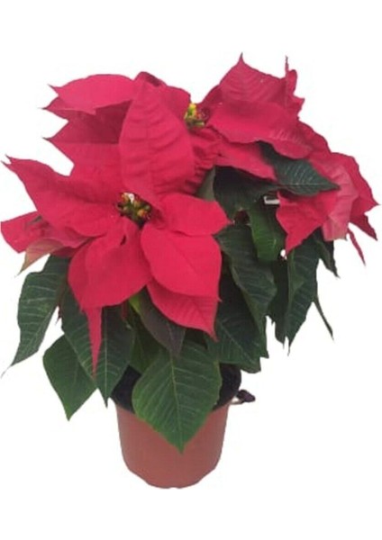 Videolu 1 Adet Beğenilen Atatürk Çiçeği 30-60 cm Saksılı Iç Mekan Bitkileri Poinsettia modelleri