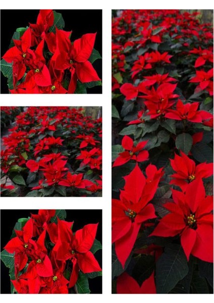 Videolu 1 Adet Atatürk Çiçeği Ofis/salon Bitkisi 40-60 cm Saksılı Iç Mekan Bitkileri Poinsettia