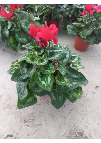 Kırmızı Sıklamen Çiçeği Saksıda Canlı Cyclamen fiyatları