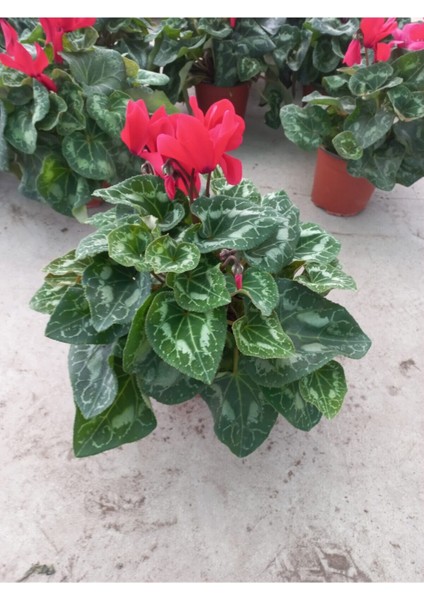 Kırmızı Sıklamen Çiçeği Saksıda Canlı Cyclamen modelleri