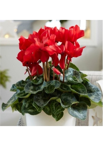 Kırmızı Sıklamen Çiçeği / Tavşan Kulağı / Cyclamen
