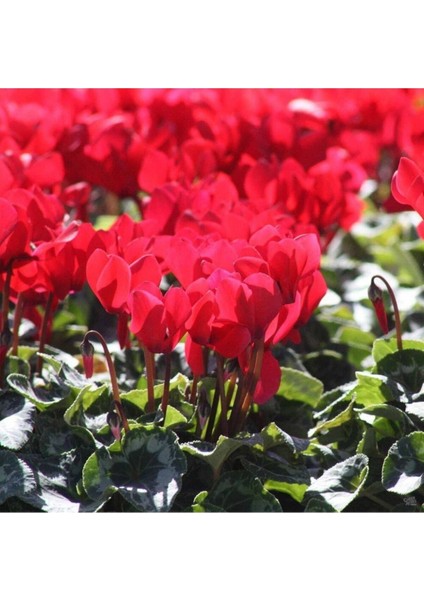 Kırmızı Sıklamen Çiçeği / Tavşan Kulağı / Cyclamen modelleri