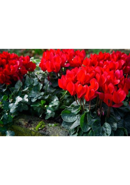 Kırmızı Sıklamen Çiçeği / Tavşan Kulağı / Cyclamen fırsatları
