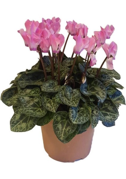 Sıklamen 3lü Set Hediyelik Çiçek