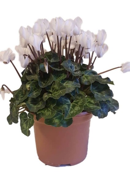 Sıklamen 3lü Set Hediyelik Çiçek fiyatları