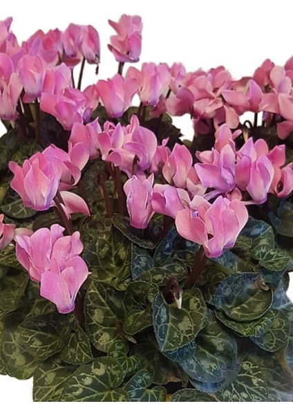 Sıklamen 3lü Set Hediyelik Çiçek modelleri