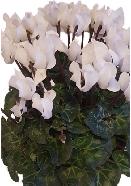 Sıklamen 3lü Set Hediyelik Çiçek fırsatları