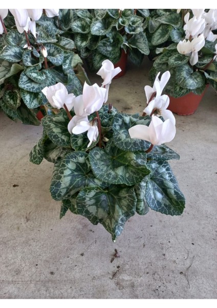 Beyaz Sıklamen Çiçeği Saksıda Canlı Cyclamen