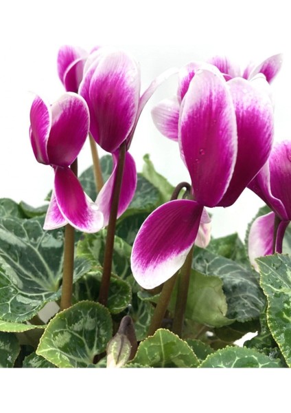 Sıklamen Çiçeği-Alacalı / Tavşan Kulağı / Cyclamen fiyatları