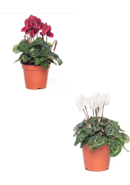 Sıklamen - Cyclamen Mini Boy 2 Adet indirimleri