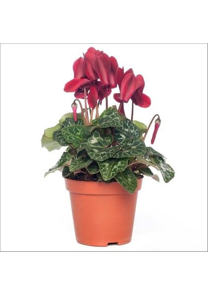 Sıklamen - Cyclamen Mini Boy 2 Adet modelleri
