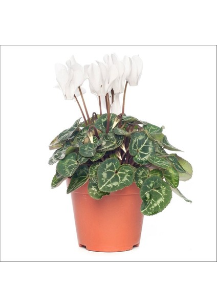 Sıklamen - Cyclamen Mini Boy 2 Adet fırsatları