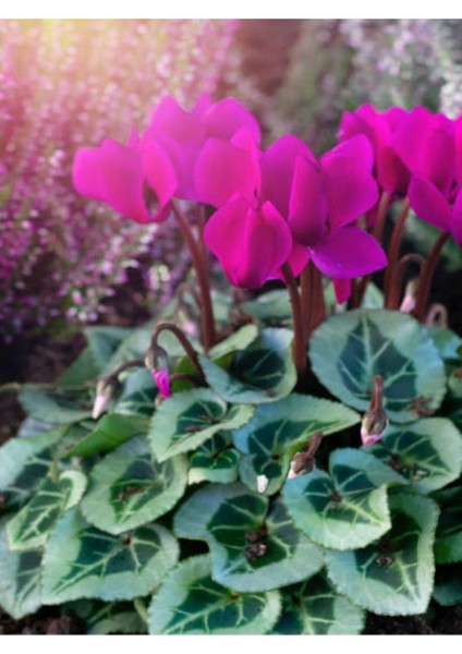 Videolu Fuşya Rengi Sıklamen Çiçeği (30 40 Cm)1 Adet Saksılı Hediyelik Sıklamen Cyclamen fırsatları