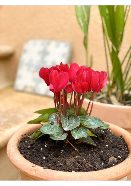 Videolu Canlı Kırmızı Sıklamen Çiçeği (20 30 Cm)1 Adet Saksılı Iç Mekan Bitkisi Cyclamen fiyatları