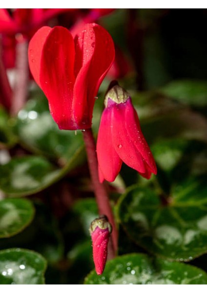 Videolu Canlı Kırmızı Sıklamen Çiçeği (20 30 Cm)1 Adet Saksılı Iç Mekan Bitkisi Cyclamen modelleri