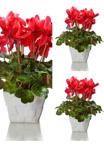Videolu Sıklamen Pembe Renkli (30 40 Cm)3 Adet Iç Mekan Bitkisi Cyclamen