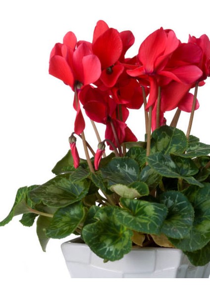Videolu Parlak Görünümlü Sıklamen Çiçeği Kırmızı (20 30 Cm)1 Adet Hediyelik Cyclamen