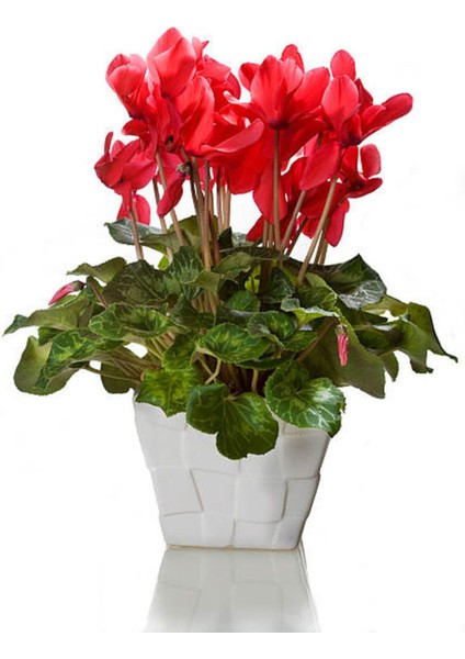 Videolu Parlak Görünümlü Sıklamen Çiçeği Kırmızı (20 30 Cm)1 Adet Hediyelik Cyclamen fiyatları