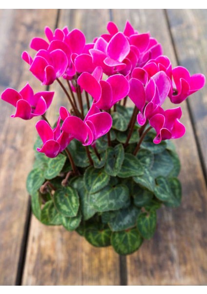 Videolu Parlak Yapraklı Sıklamen Çiçeği (20 35 Cm) 2 Adet Iç/dış Mekan Bitkisi Cyclamen fiyatları