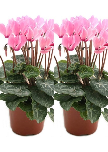 Videolu Canlı Yapraklı Sıklamen Pembe Renkli (20 35)2ADET Iç/dış Mekan Bitkisi Cyclamen