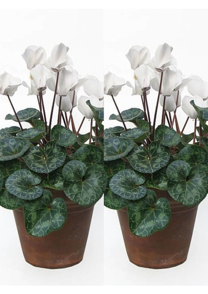Videolu Beyaz Siklamen Çiçeği (20 35 Cm) 2 Adet Hediyelik Sıklamen Cyclamen modelleri