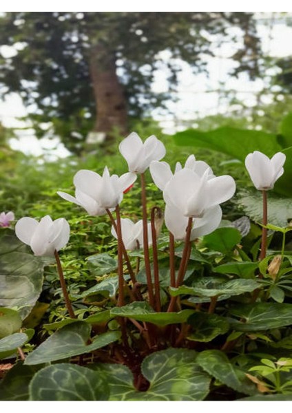 Videolu Beyaz Siklamen Çiçeği (20 35 Cm) 2 Adet Hediyelik Sıklamen Cyclamen fırsatları