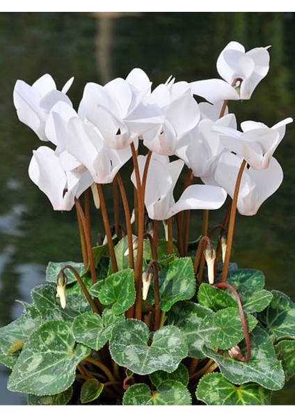 Videolu Beyaz Siklamen Çiçeği (20 35 Cm) 2 Adet Hediyelik Sıklamen Cyclamen fiyatları