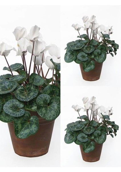 Videolu Parlak Yapraklı Sıklamen Çiçeği (20 35 Cm) 3 Adet Iç/dış Ofis Bitkisi Cyclamen